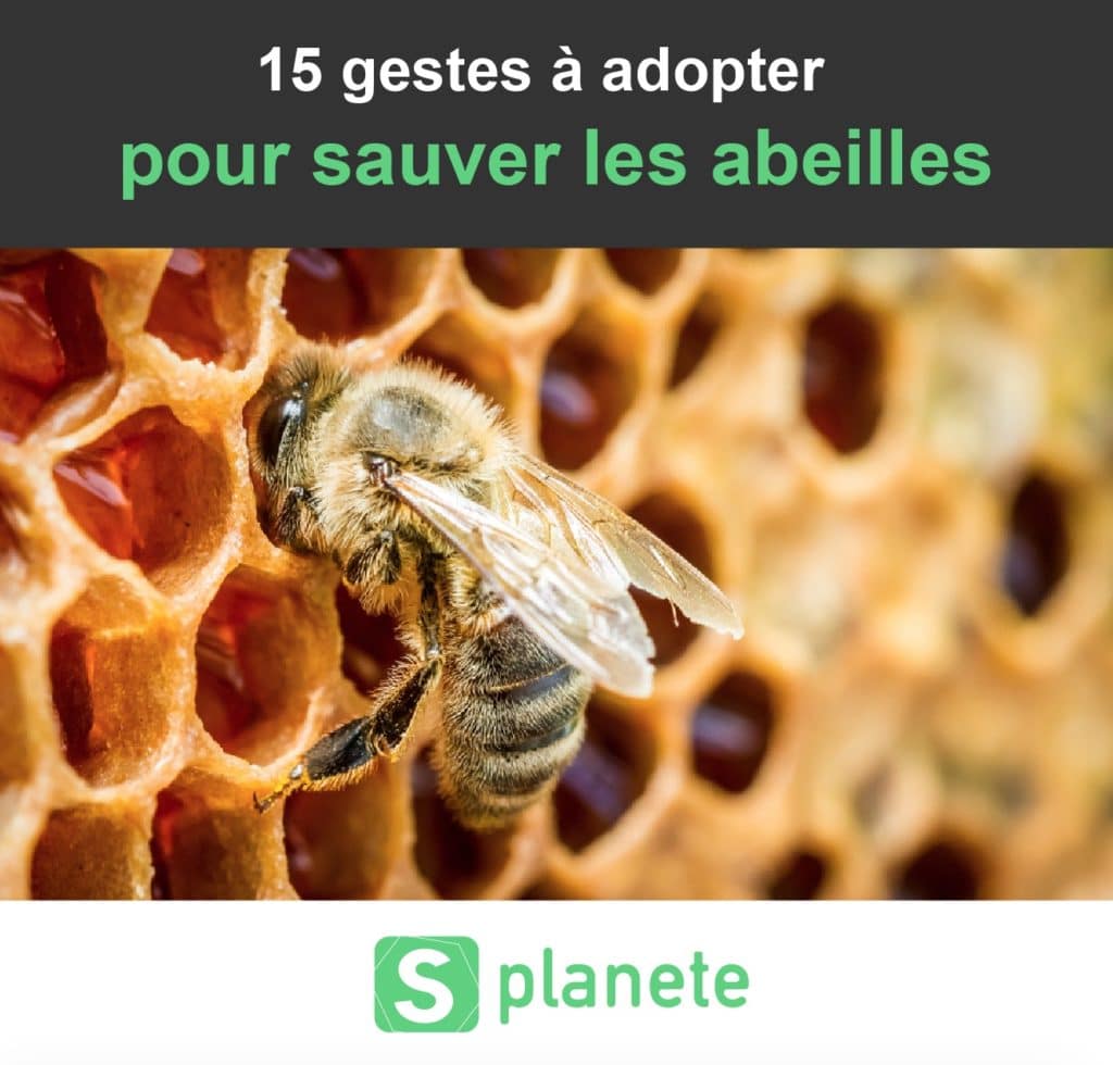 15 gestes pour sauver les abeilles