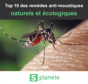 remèdes anti-moustiques naturels et écologiques